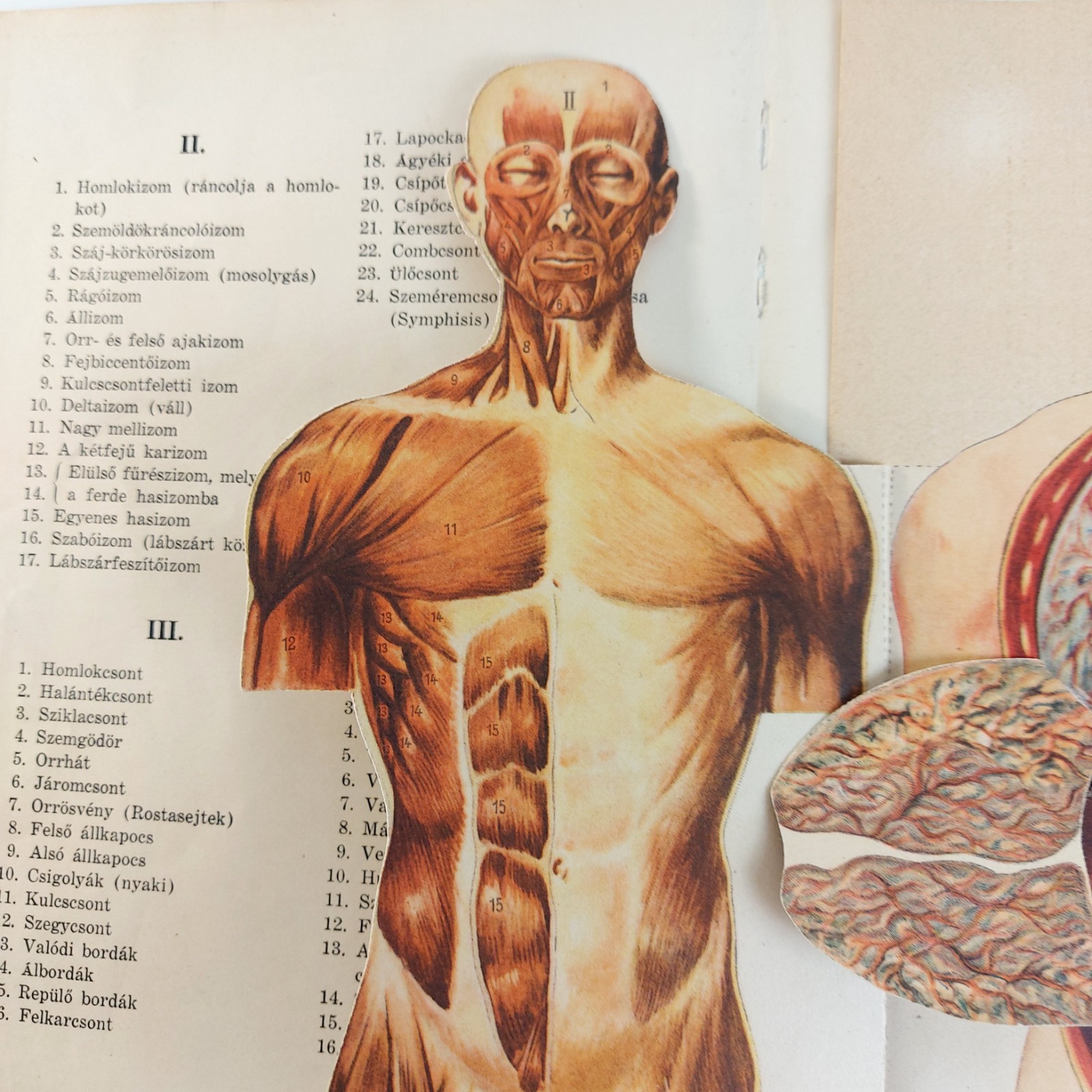 Antique Anatomy Illustration Foldable Human Body Organs c.1910s Hungary