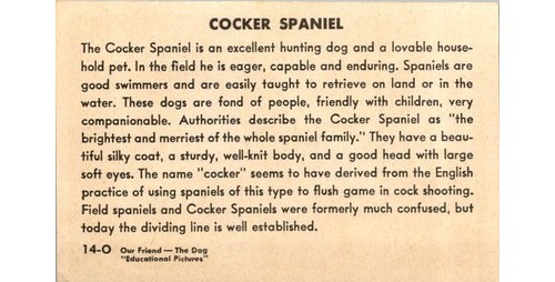 Educational Pictures Cocker Spaniel Card Jack Murray 1940s Dog Breed Info