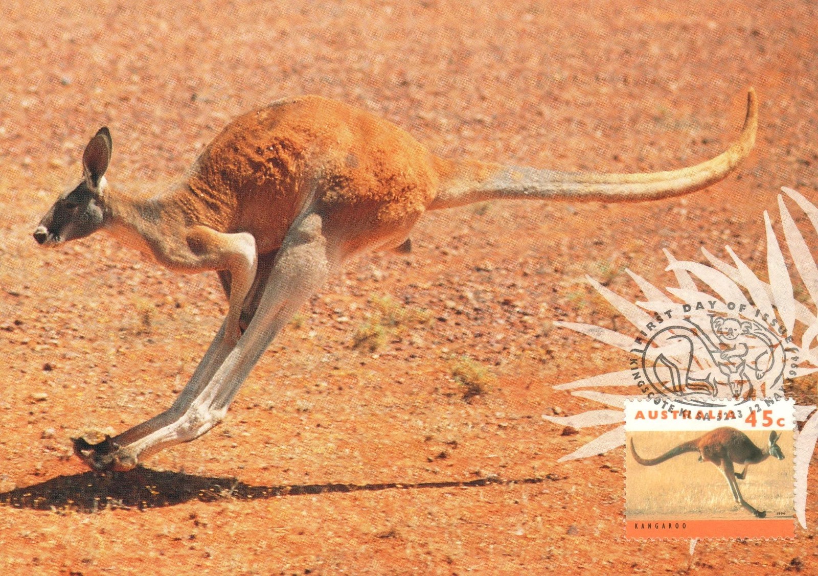1994 Male Red Kangaroo POSTCARD Maxi card Cancelled Kingscote Kangaroo Island SA