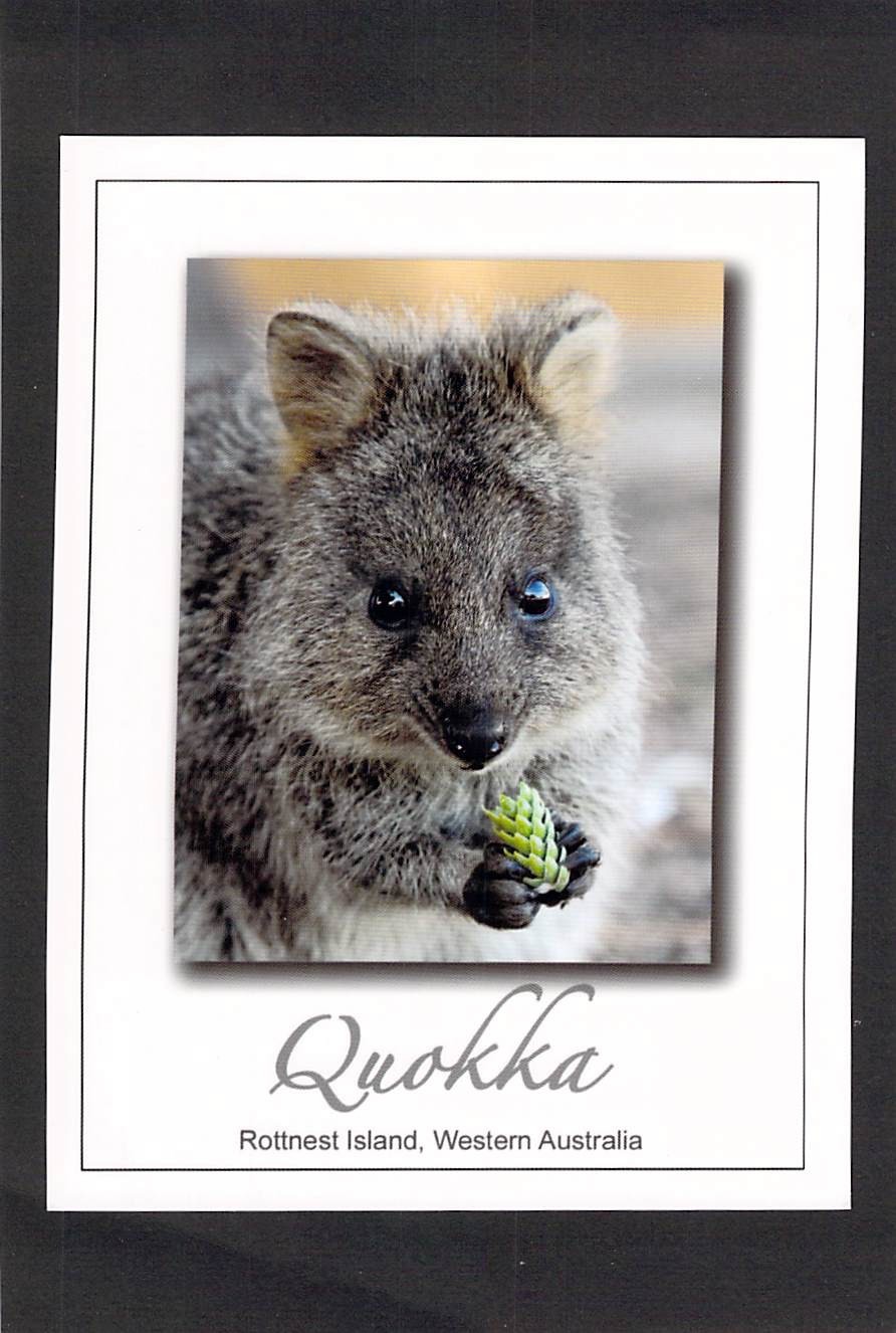 M4876 Australia WA Rottnest Island Animals Quokka postcard