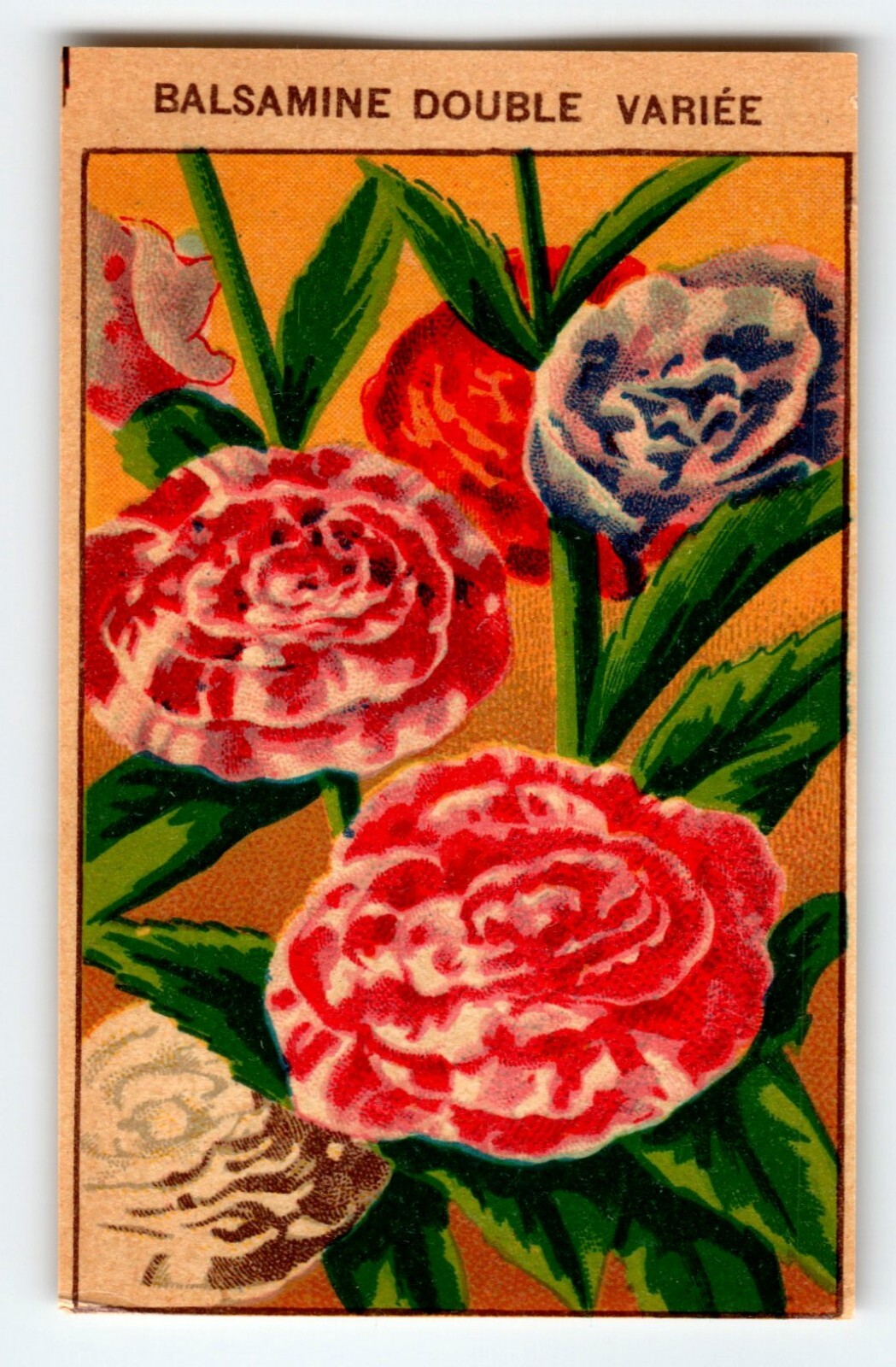 1920’s Flower Art Print BALSAMINE DOUBLE Lithograph Original Made For Seed Pack