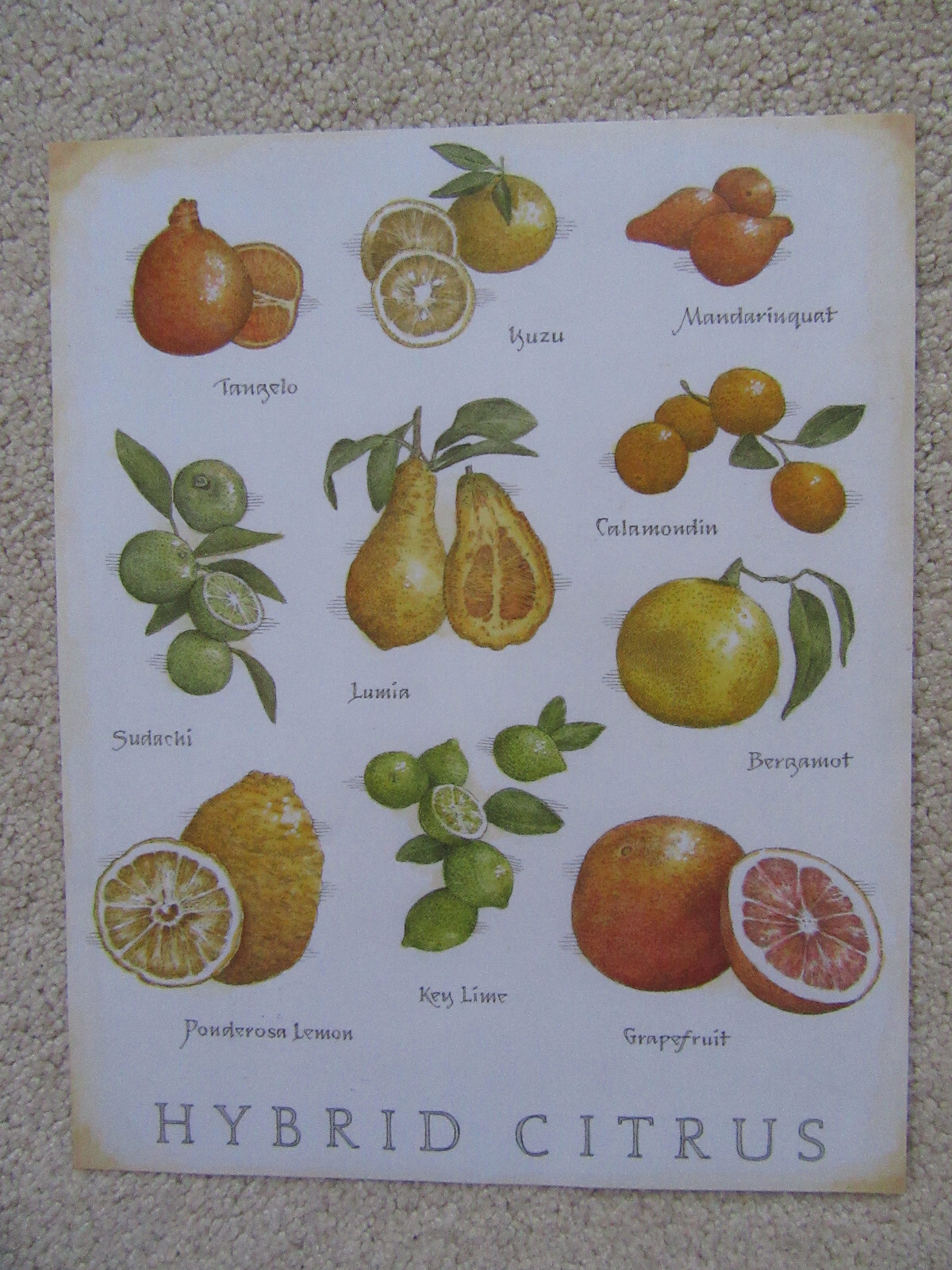 Hybrid Orange Citrus, Tangelo, Bergamot, Key Lime, Cook’s Illustrated Picture