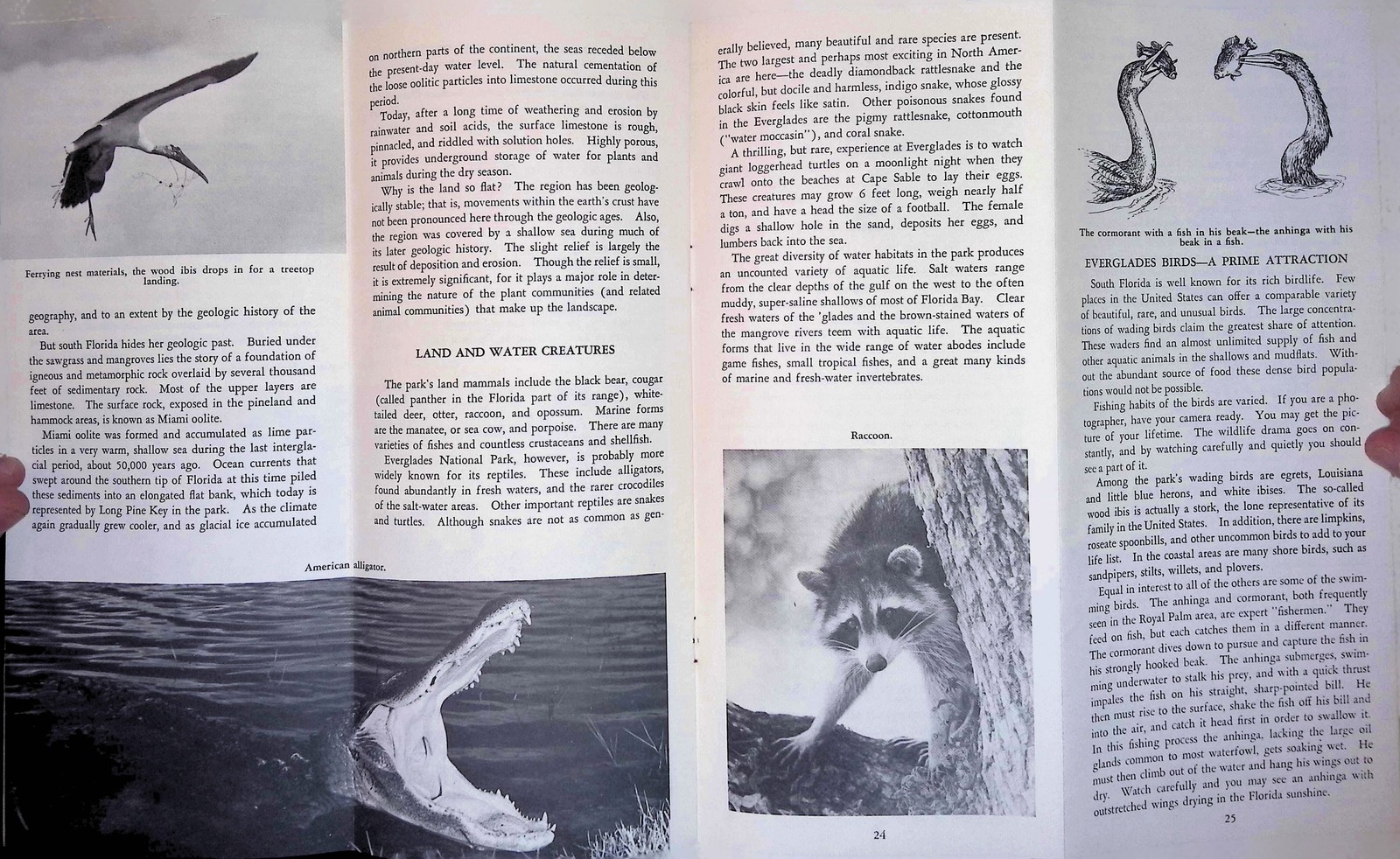 Everglades Nat’l Park FL Map Brochure c1950s Mid-Century NPS