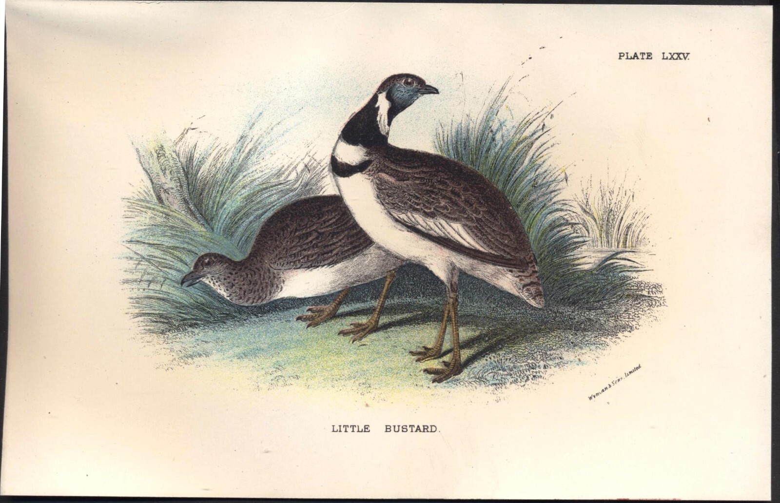 Original 19th Century Chromo-Litho BIRD Print: LITTLE BUSTARD. VGC. Free UK p&p