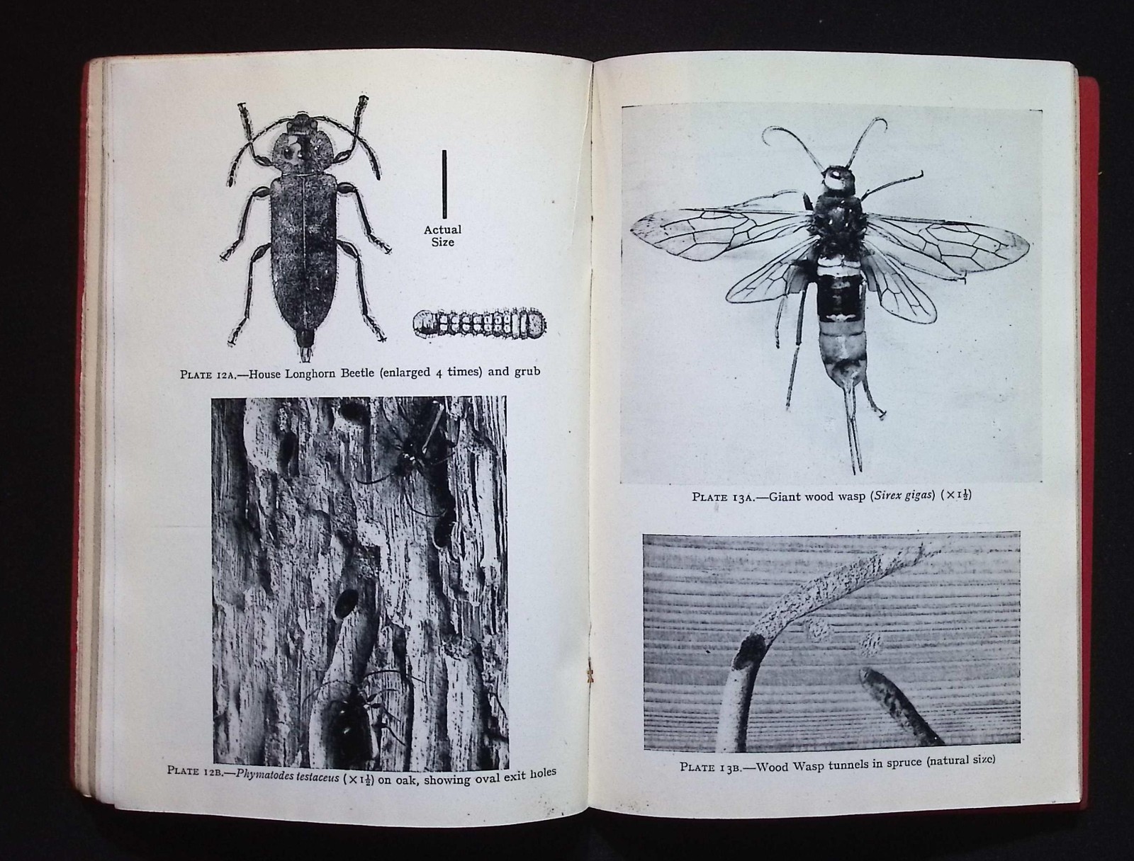 Timber Pests: Their Origin, Prevention & Cure by Timber Development Assoc., 1949