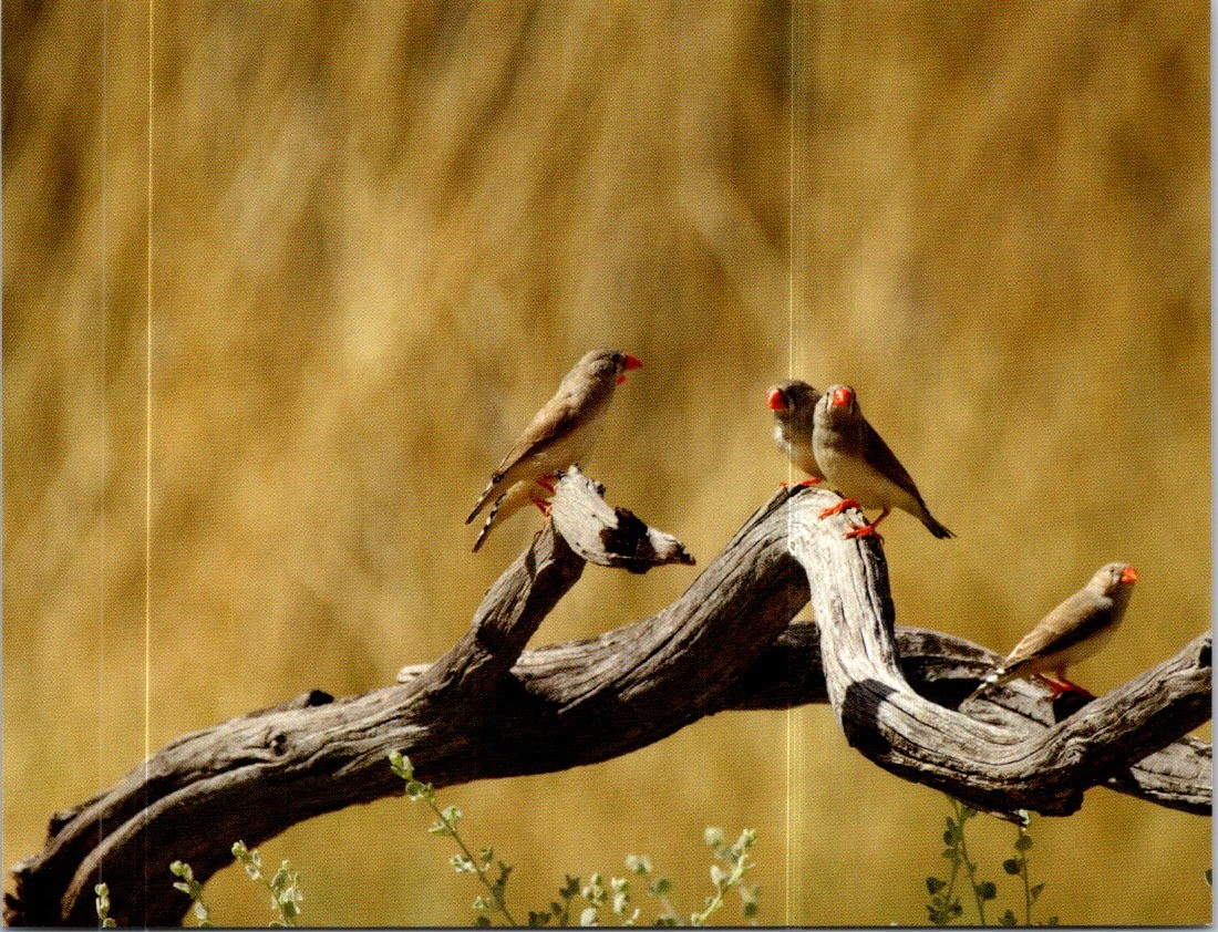 (1955) 22-12-2025 PICS postcard – World Bird – Zebra Finch