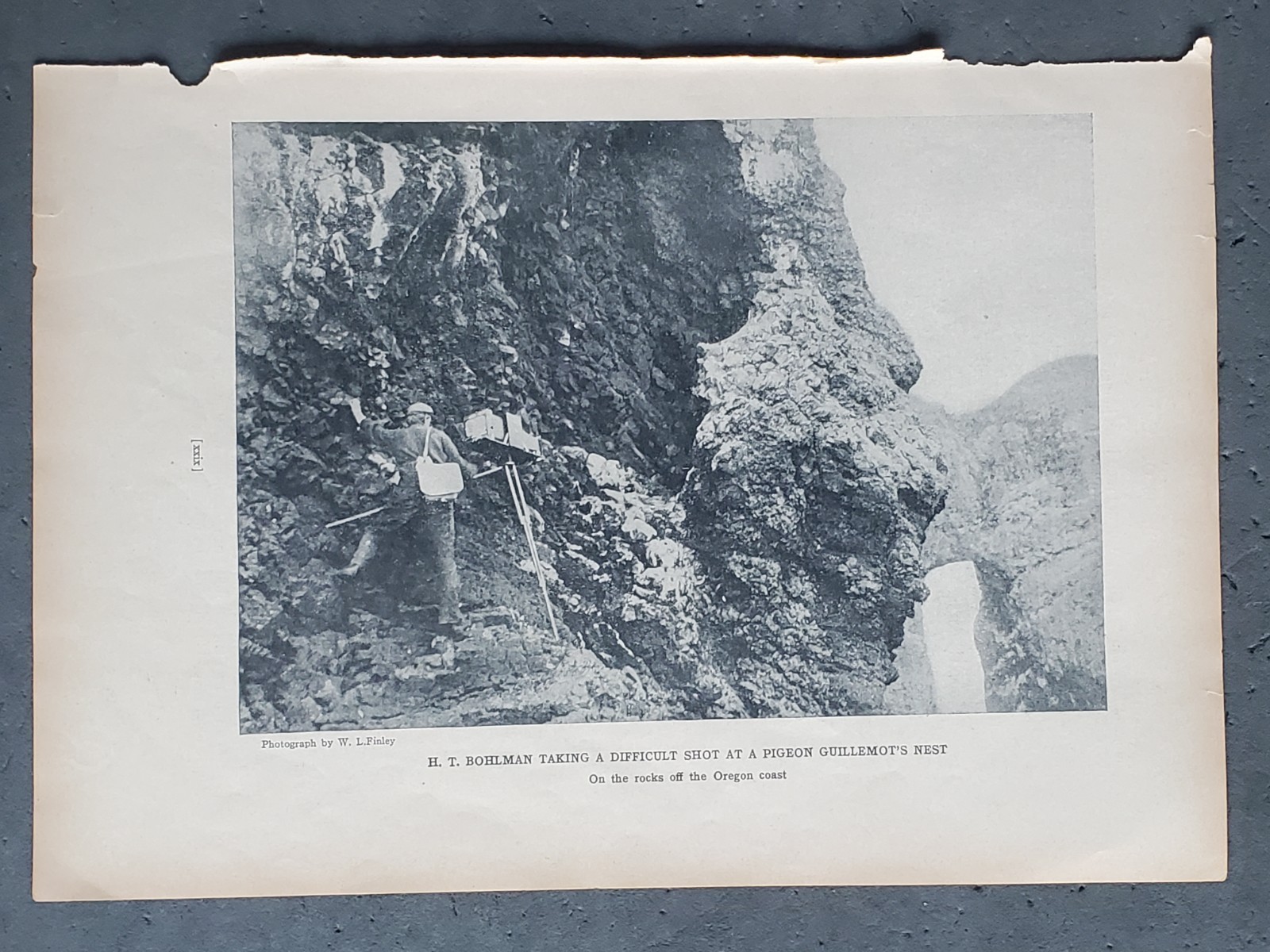1936 Birds of America “A Difficult Shot at a Pigeon Guillemot’s Nest”
