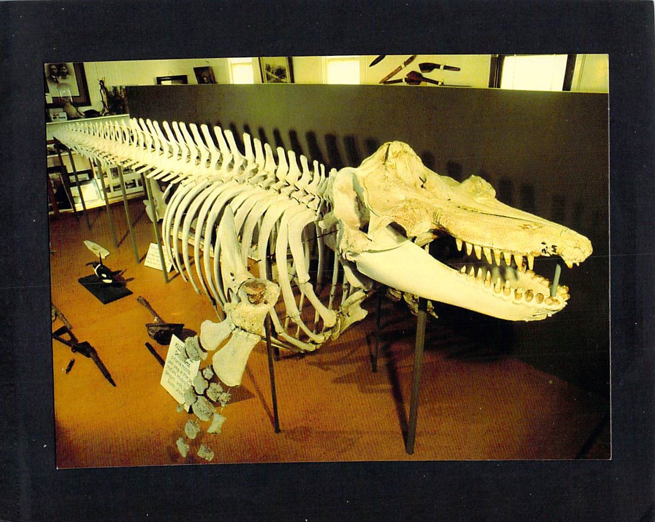 P0198 Australia NSW Eden Tom Killer Whale Skeleton postcard