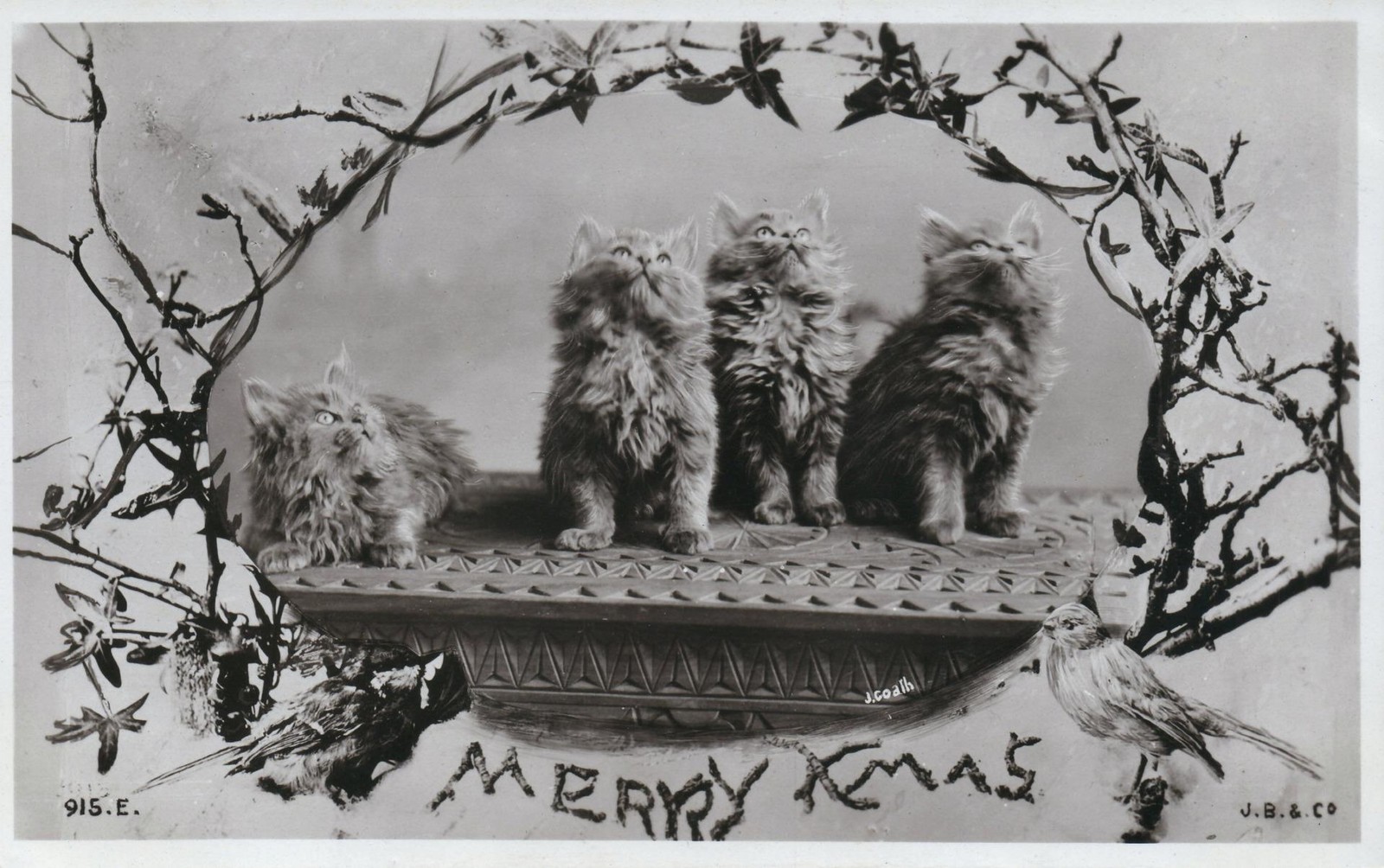 1906 Real Photo Fluffy Kittens POSTCARD – addressed to Miss Sedman S. Brisbane