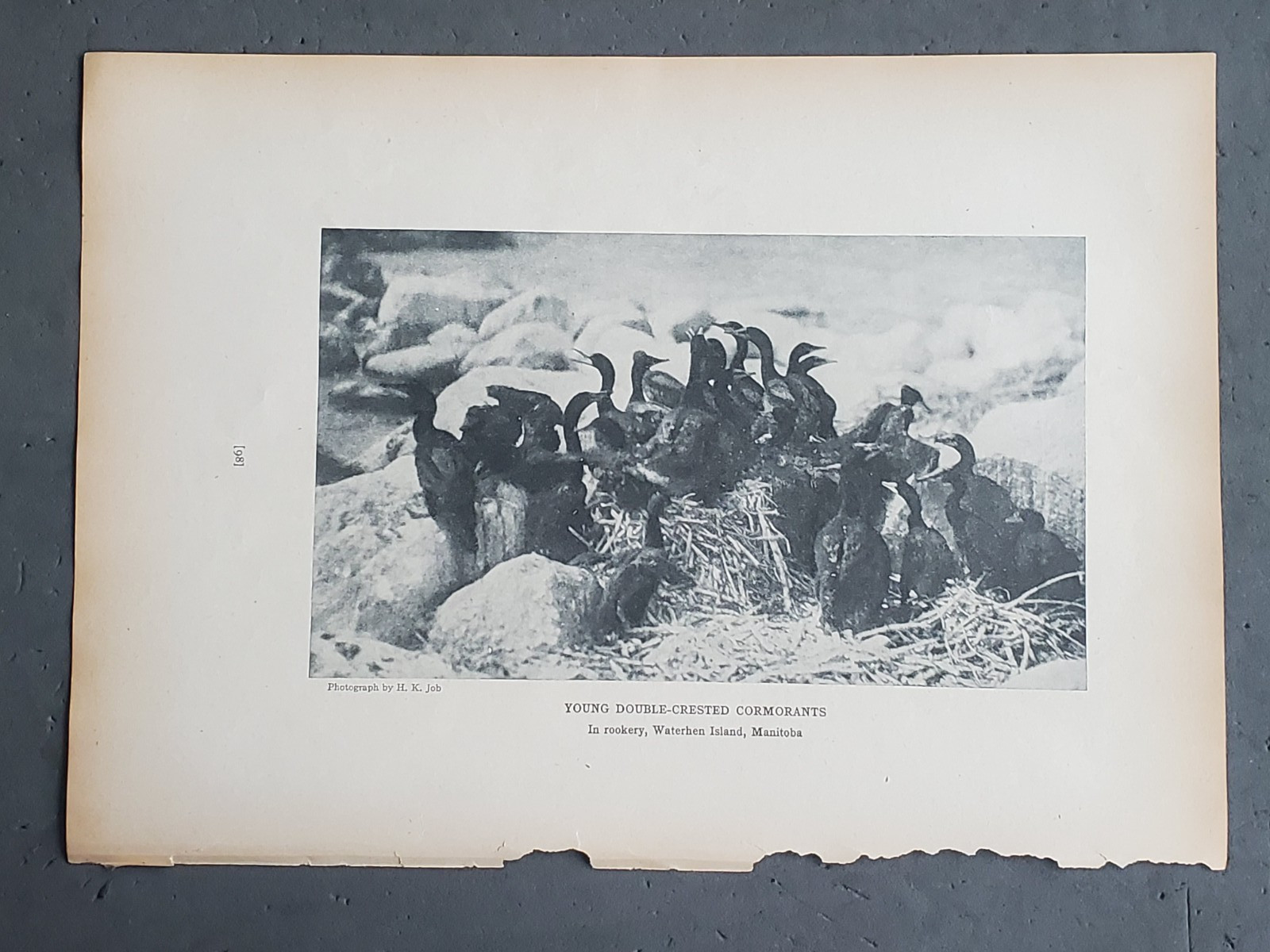 1936 Birds of America “Young Double Crested Cormorants in Manitoba”