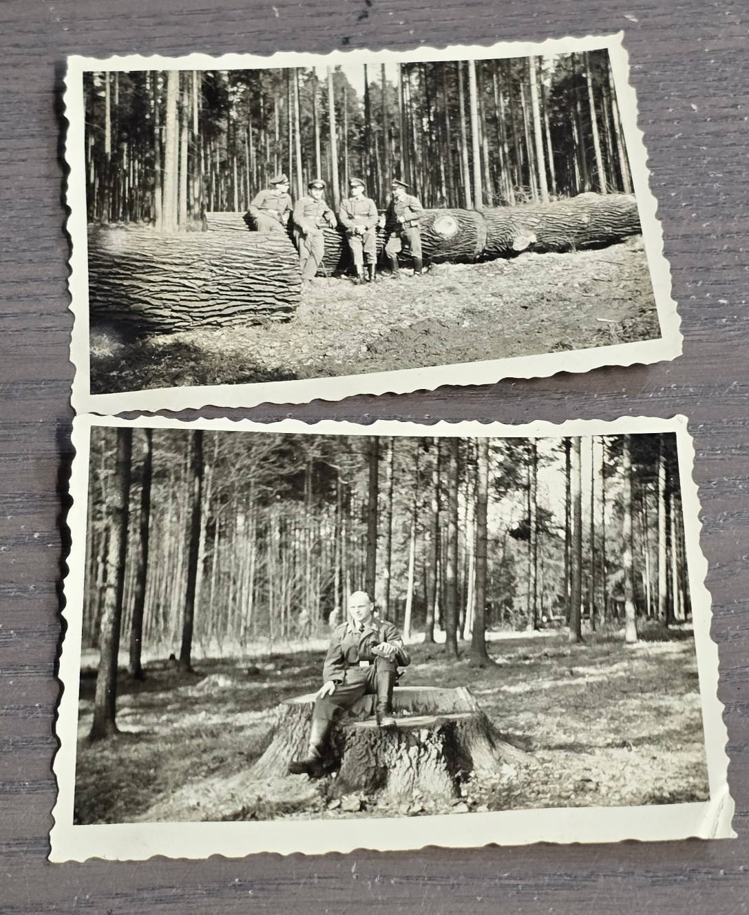 TIMBER! LUFTWAFFE OFFICERS LUMBER TREE CUTTING WW2 WWII German Photo lot