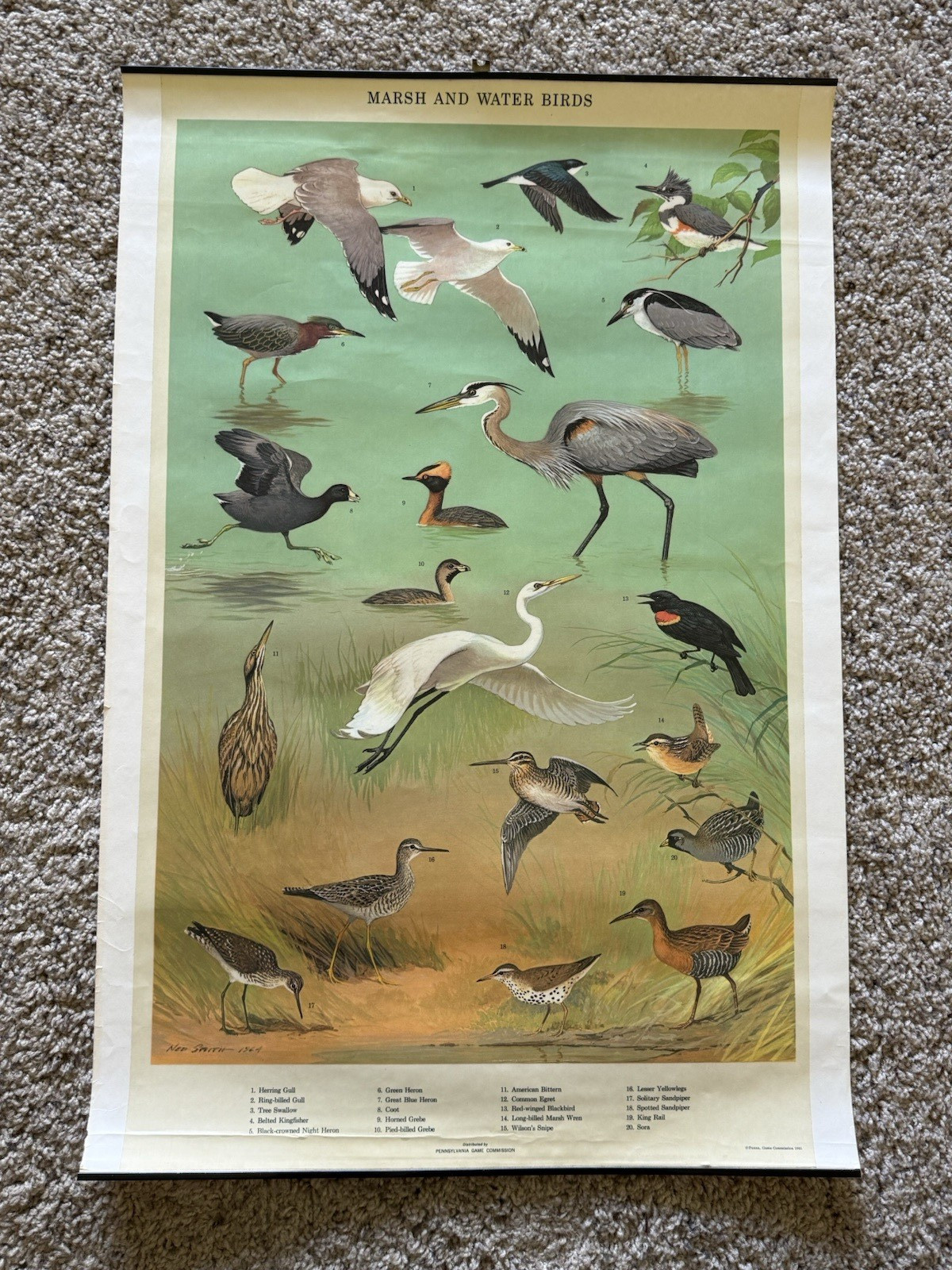 1965 PA Game Commission “Marsh & Water Birds” Poster