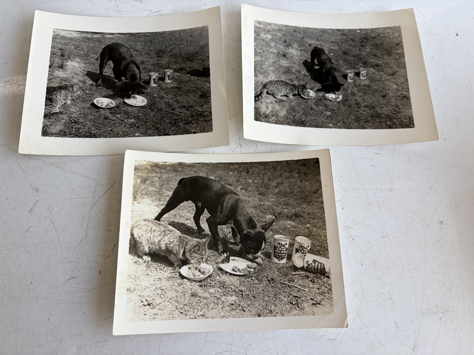 Calo Dog Food Advertising Proof RPPC photos 1950s Boston Terrier –paws on Cans