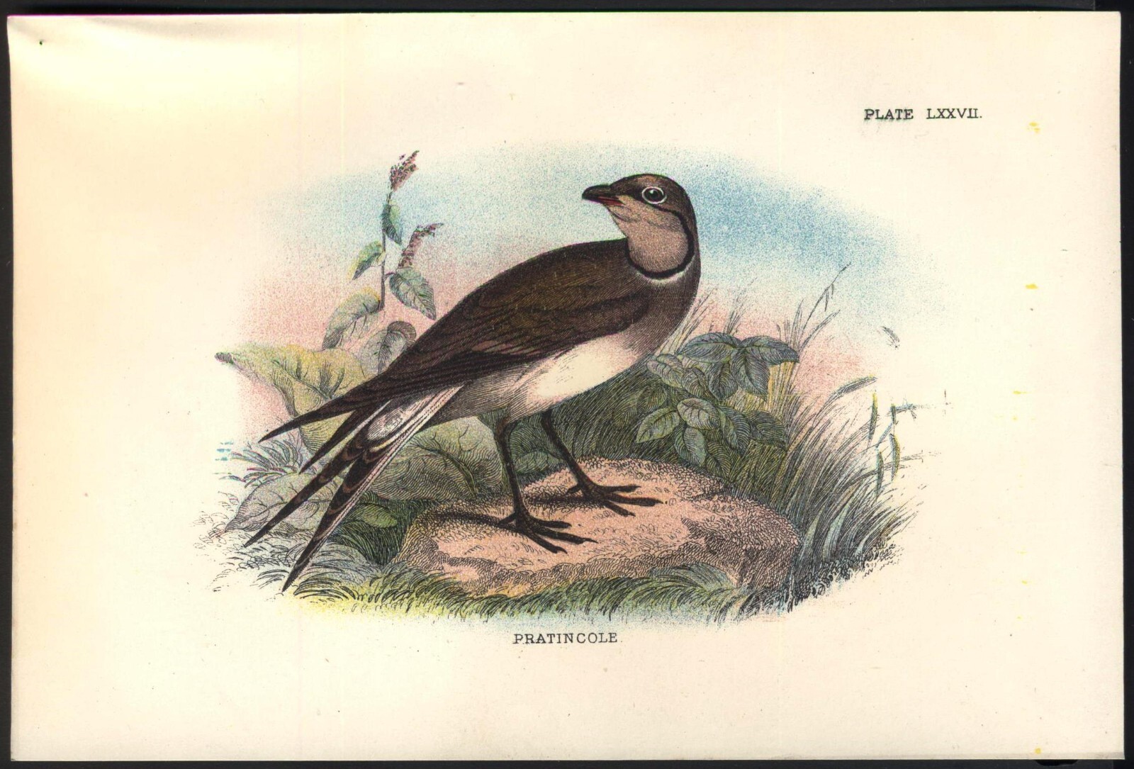 Original 19th Century Chromo-Litho BIRD Print: PRATINCOLE. VGC. Free UK p&p