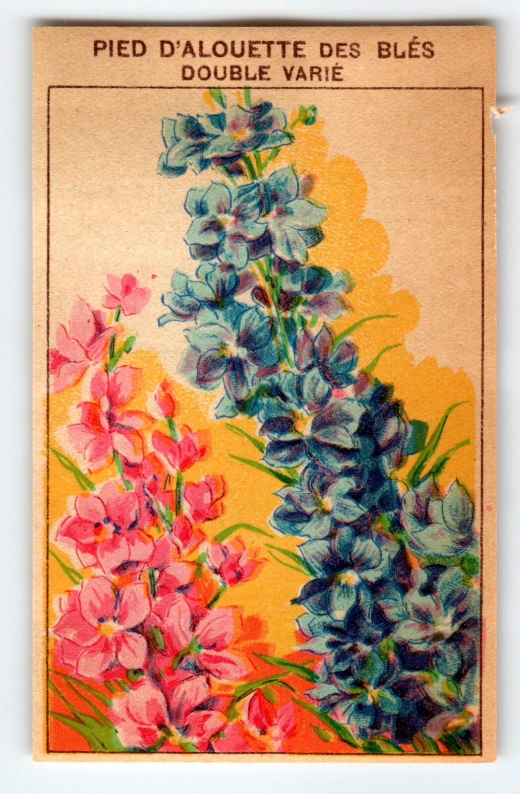 1920’s Flower Seed Art Print PIED D’ALOUETTE Lithograph Original Vintage Unused