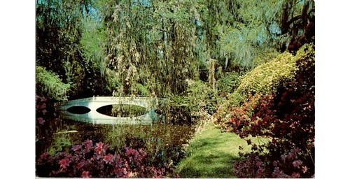 Magnolia Gardens SC Azaleas Bridge Dexter Postcard 1830s Locale Charleston