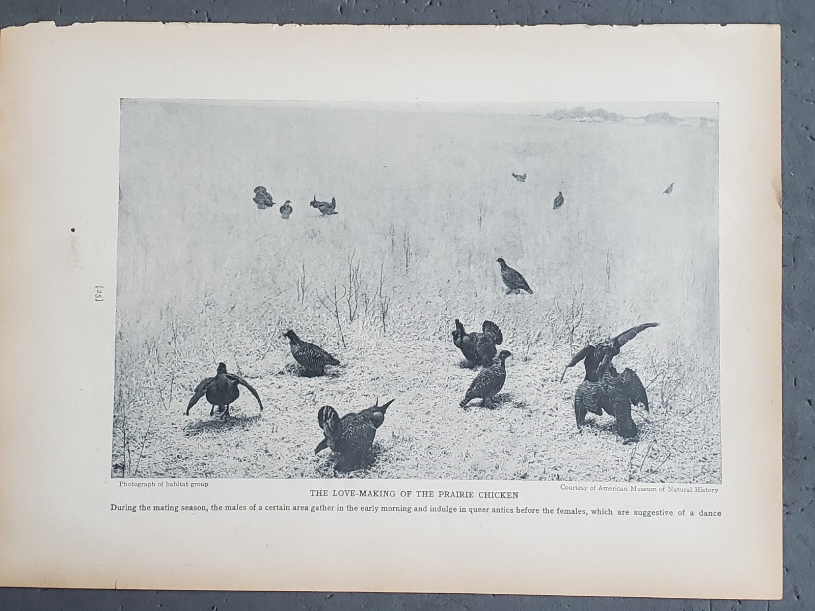 1936 Birds of America “Love Making of the Prairie Chicken”