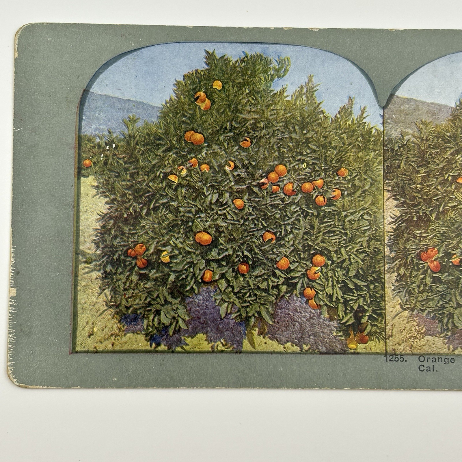 1905 Orange Trees Fruit Bloom Los Angeles Cal Stereoview Photo T W Ingersoll L-1