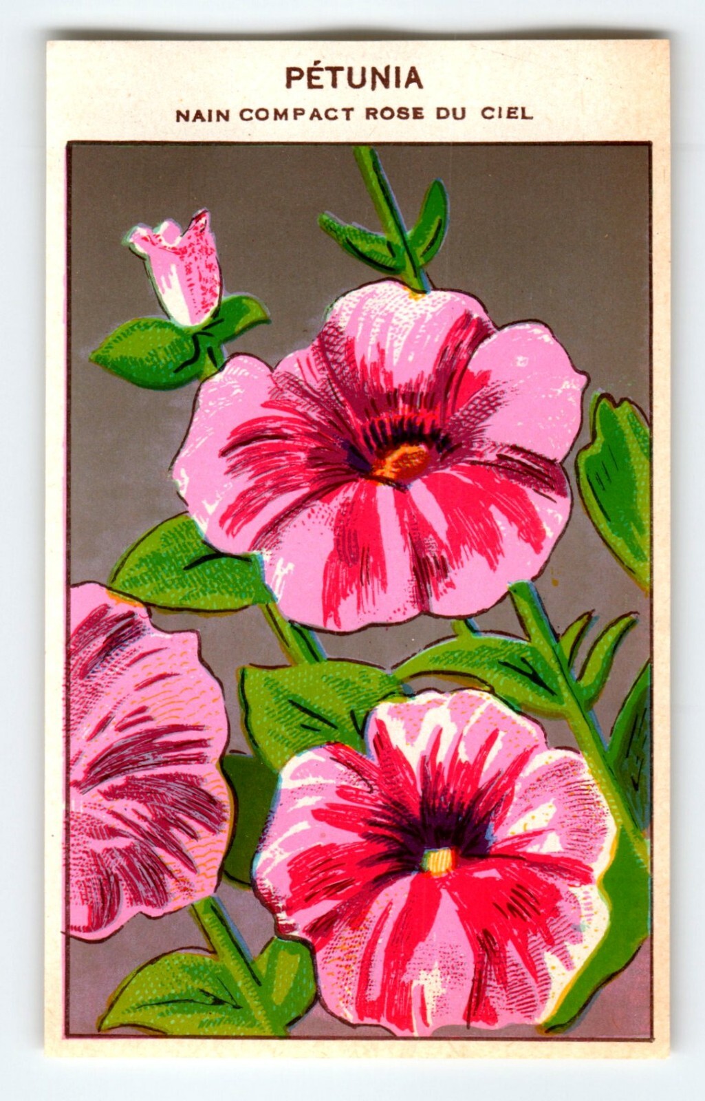 1920’s Flower Seed Art Print PETUNIA Lithograph Original Vintage Unused
