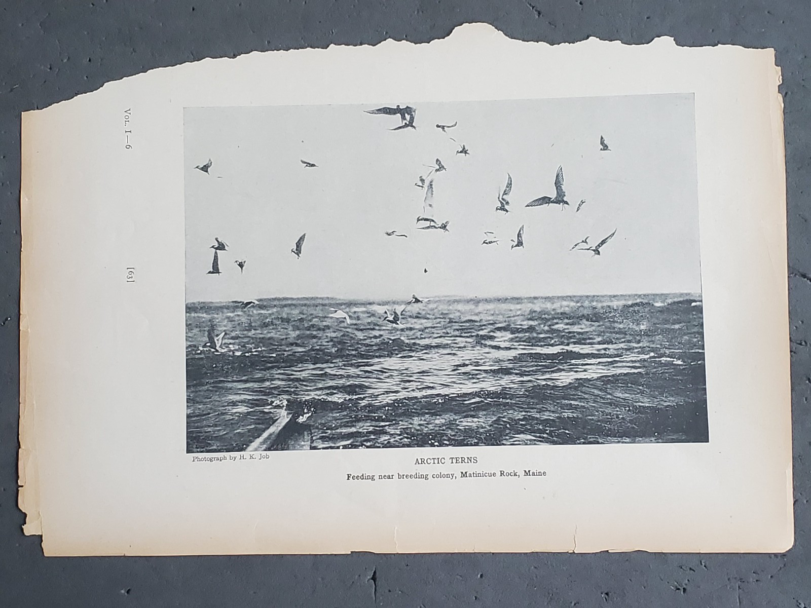 1936 Birds of America “Arctic Terns in Maine”