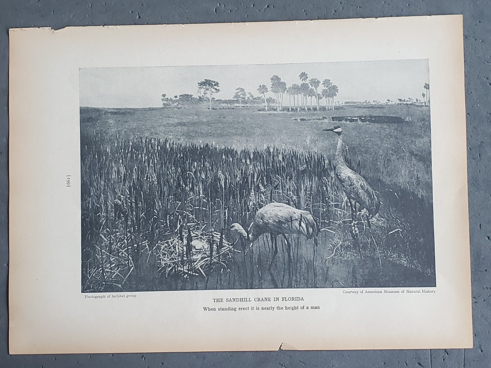 1936 Birds of America “Sandhill Crane in Florida”