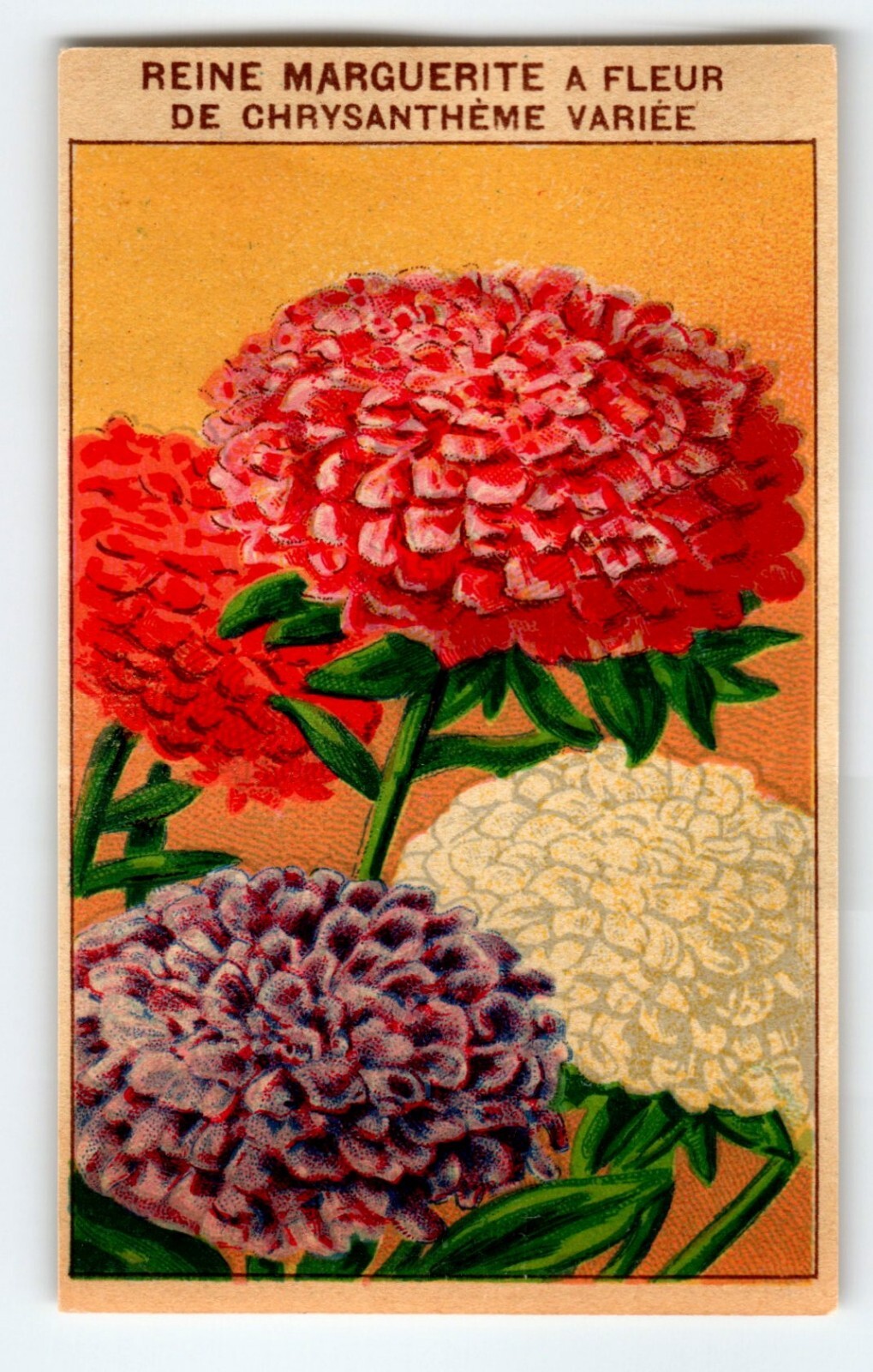 1920’s Flower Seed Art Print REINE MARGUERITE Lithograph Original Vintage Unused