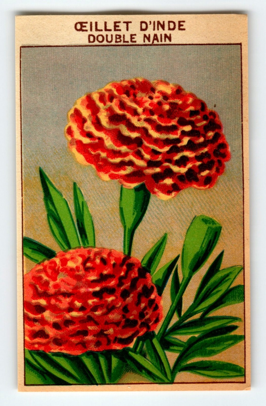 1920’s Flower Art Print OEILLET D’INDE Lithograph Original Made For Seed Pack