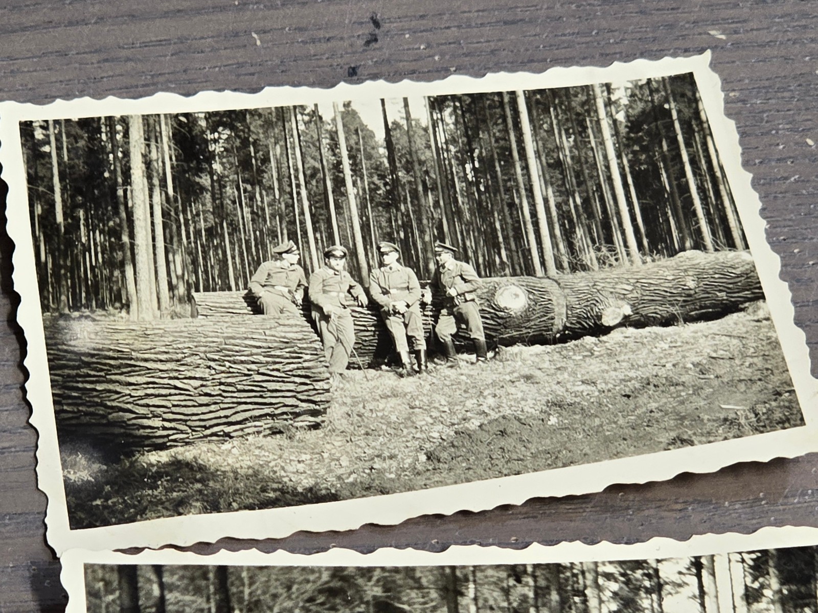 TIMBER! LUFTWAFFE OFFICERS LUMBER TREE CUTTING WW2 WWII German Photo lot
