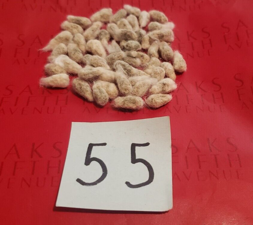55 WHITE COTTON Gossypium Seeds Non-GMO USA Seller Grow Your Own Cotton Farm