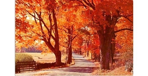 1960s Es n Len Photos Fall Colors Flaming Foliage View Card Autumn Roadside