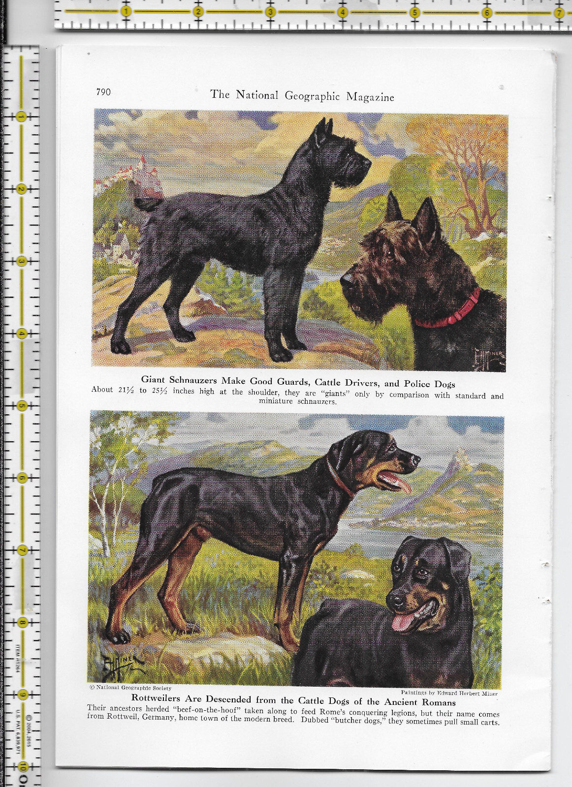 Working Dogs Of The World dog 1941 magazine article – 32 pgs