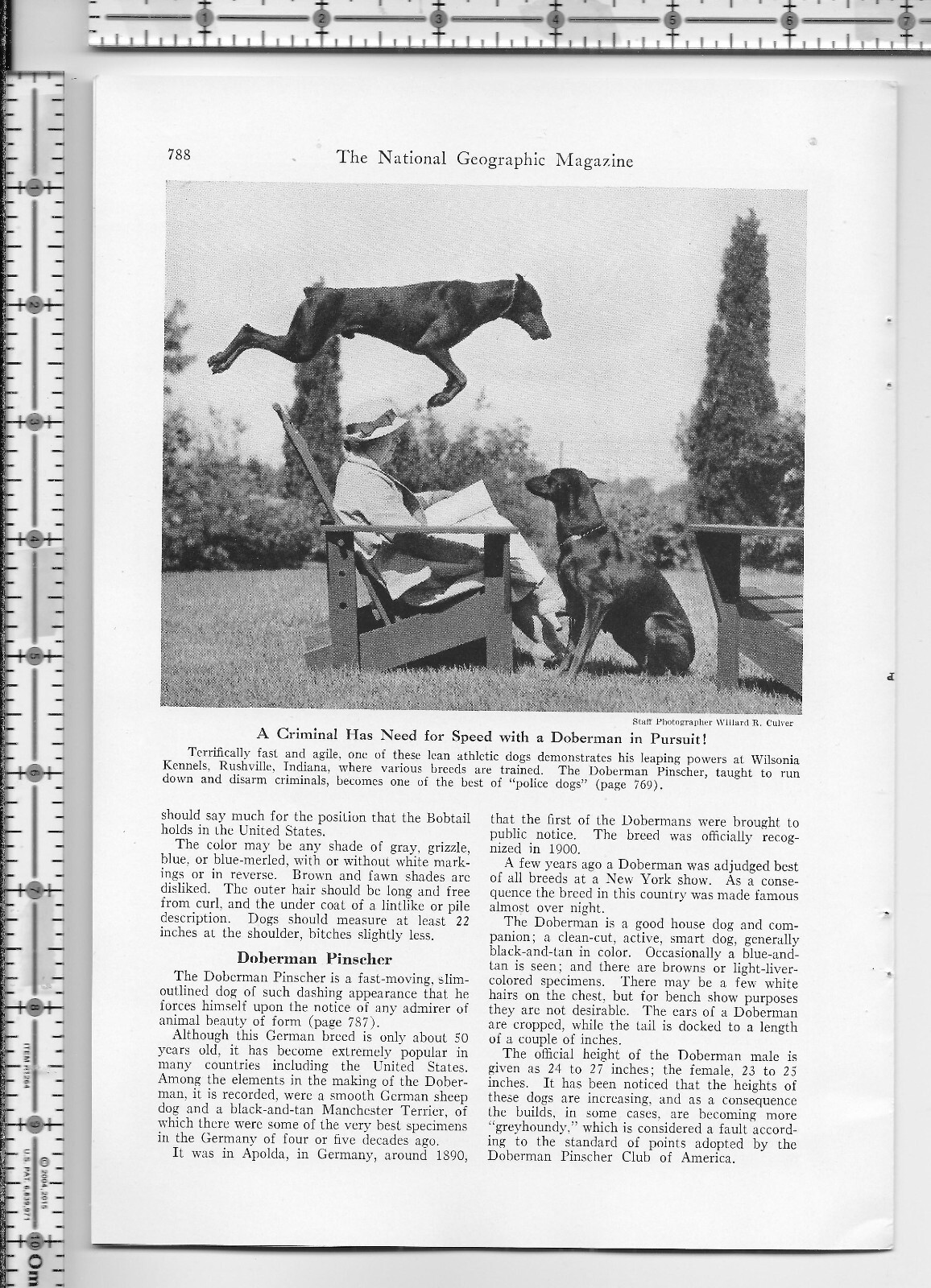 Working Dogs Of The World dog 1941 magazine article – 32 pgs