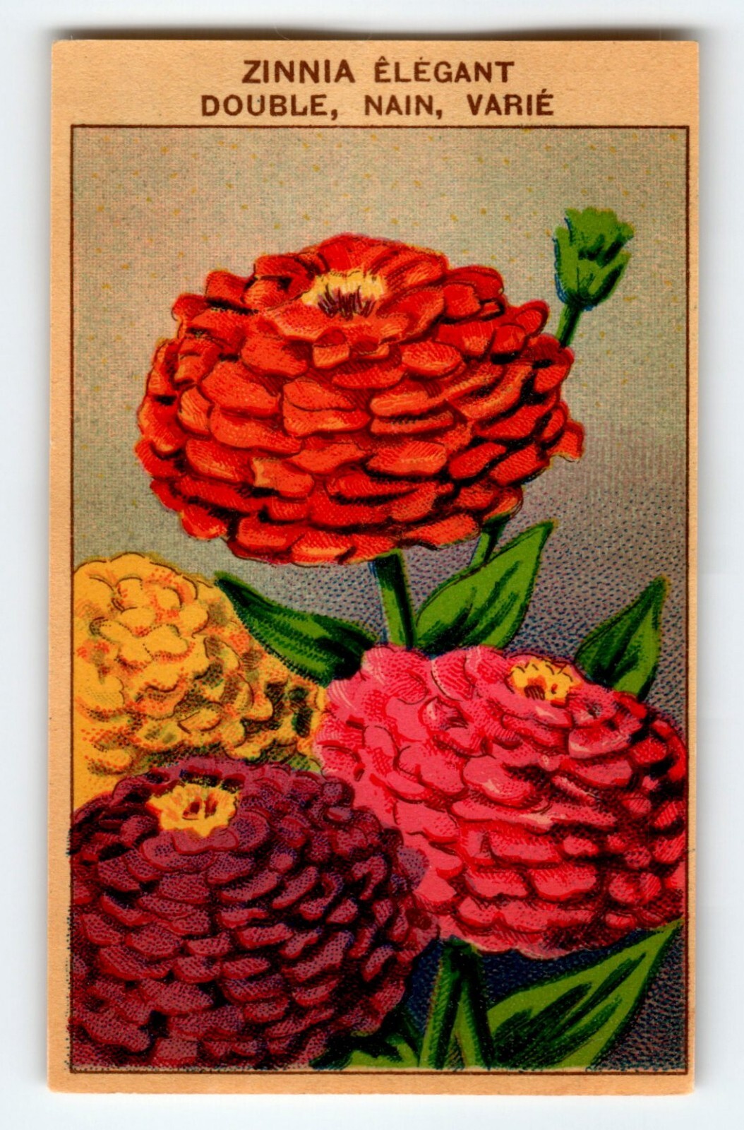 1920’s Flower Art Print ZINNIA ELEGANT Lithograph Original Vintage For Seed Pack