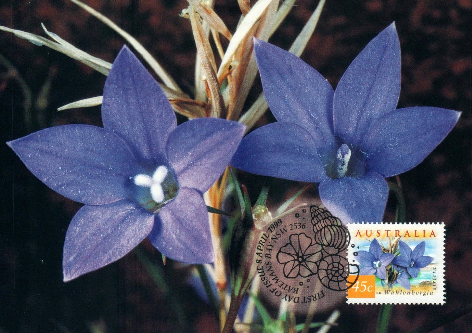 1999 Australia Native Bluebell POSTCARD Maxicard Cancel in Batemans Bay as NEW