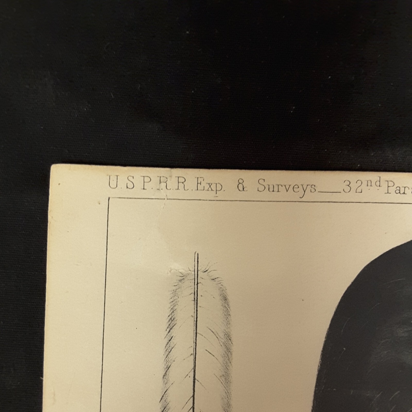 USPRR BIRD LITHOGRAPH 32nd PARALLEL EAST