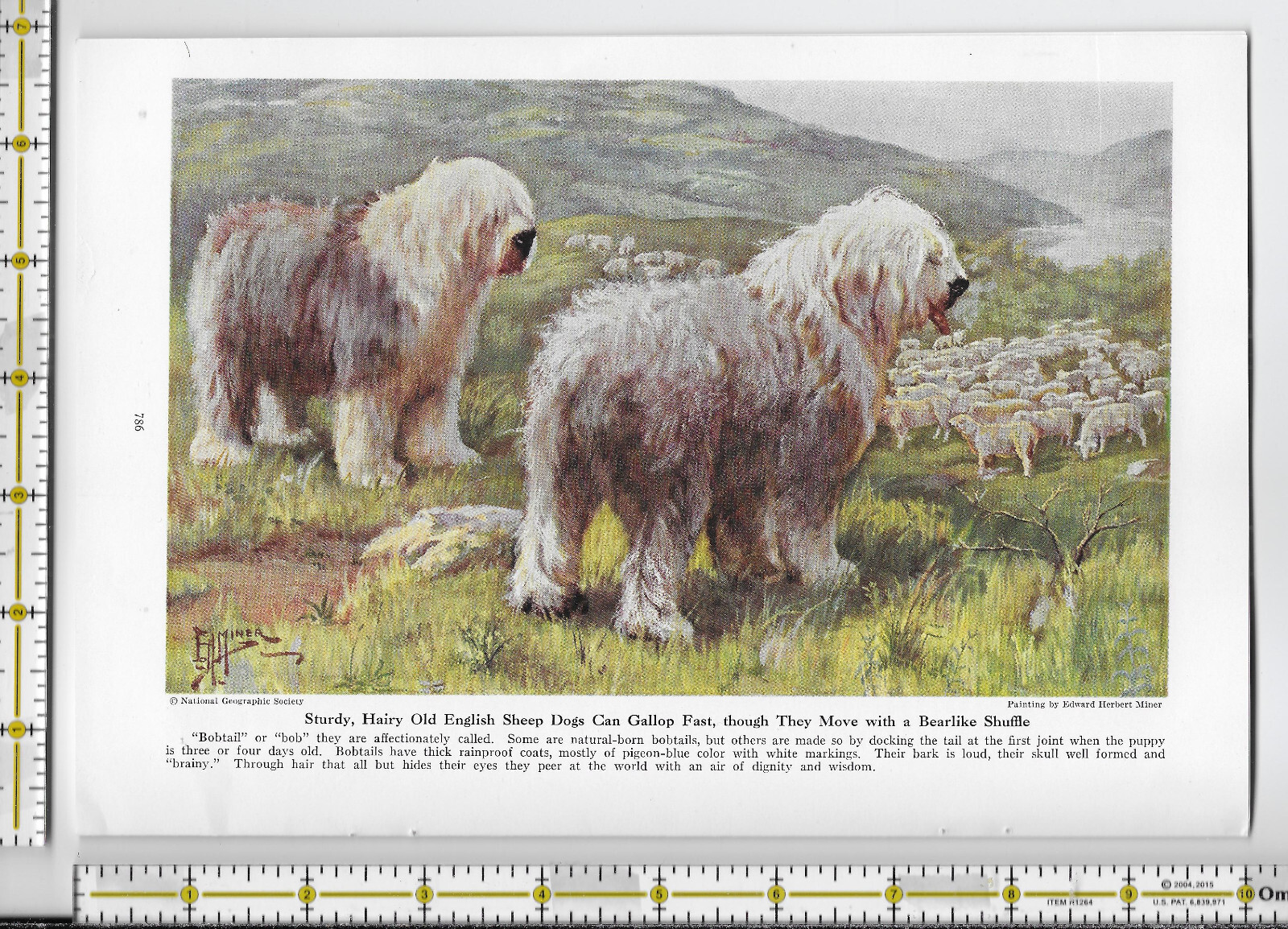 Working Dogs Of The World dog 1941 magazine article – 32 pgs