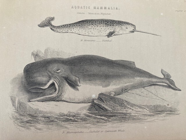 Original Engraving Jardine’s “Aquatic Mammalia: Narwhal & Sperm Whale” 1830s