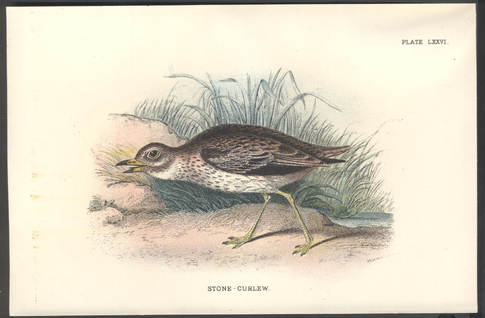 Original 19th Century Chromo-Litho BIRD Print: STONE CURLEW. VGC. Free UK p&p