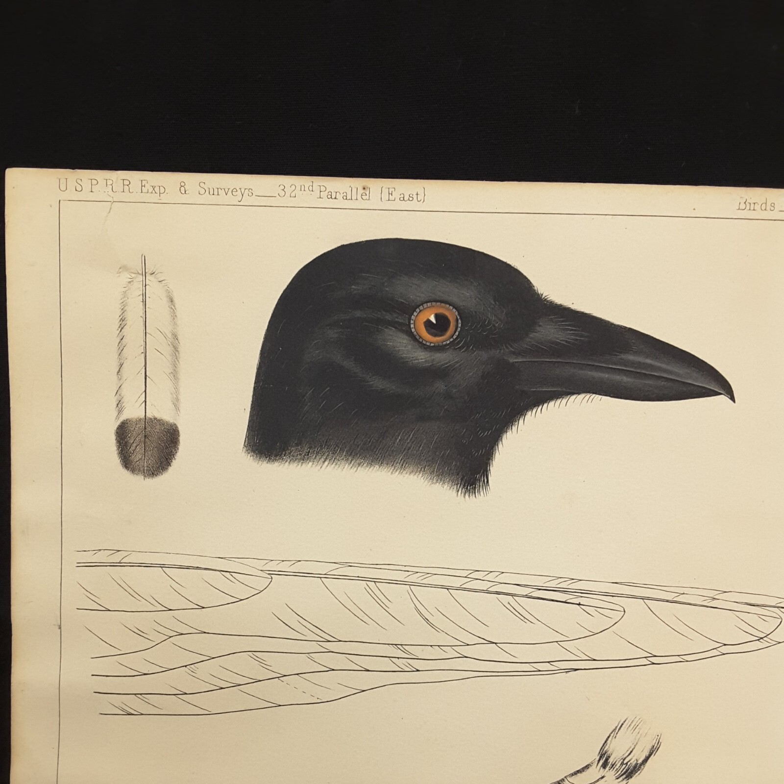 USPRR BIRD LITHOGRAPH 32nd PARALLEL EAST