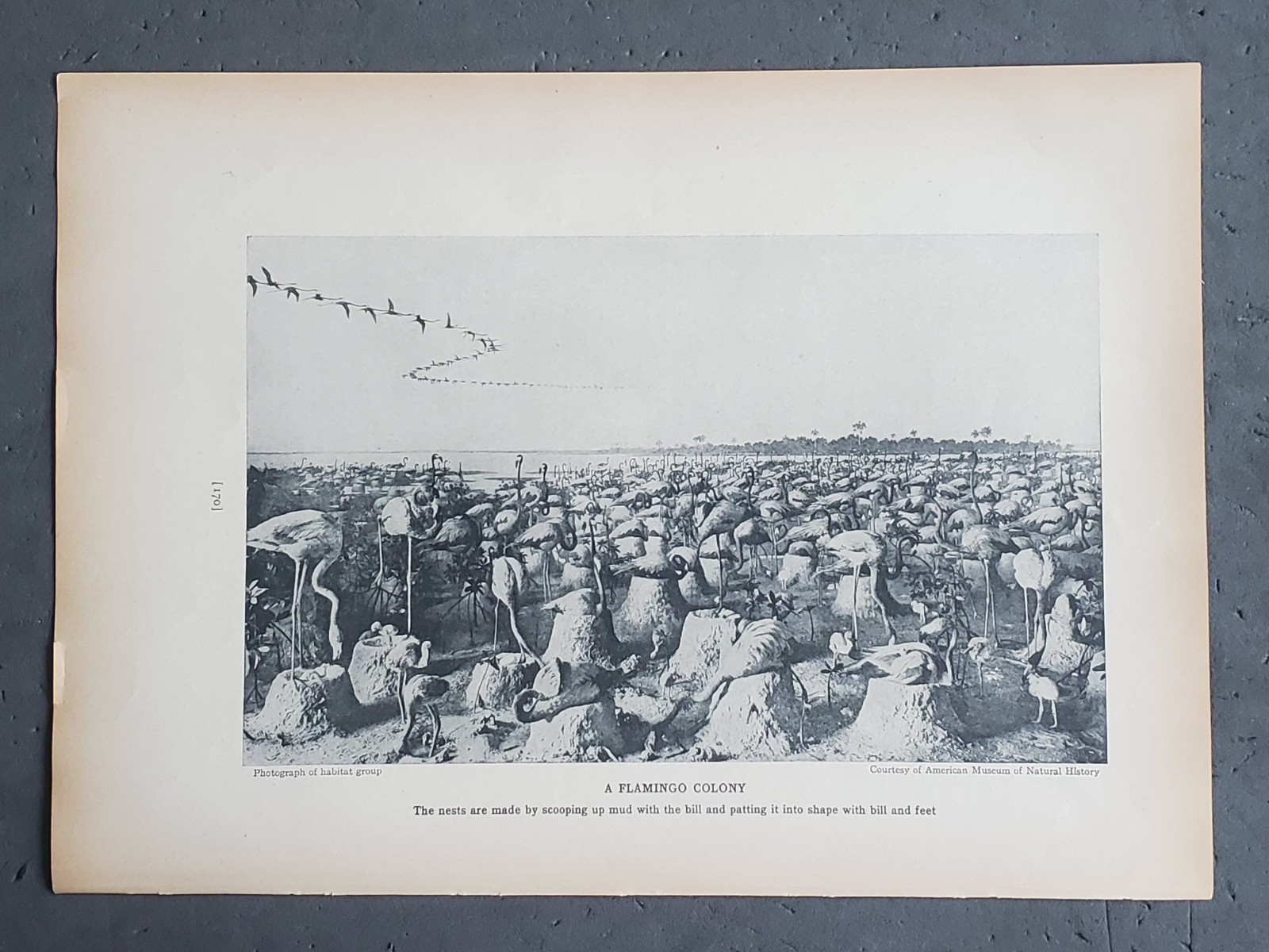 1936 Birds of America “A Flamingo Colony”