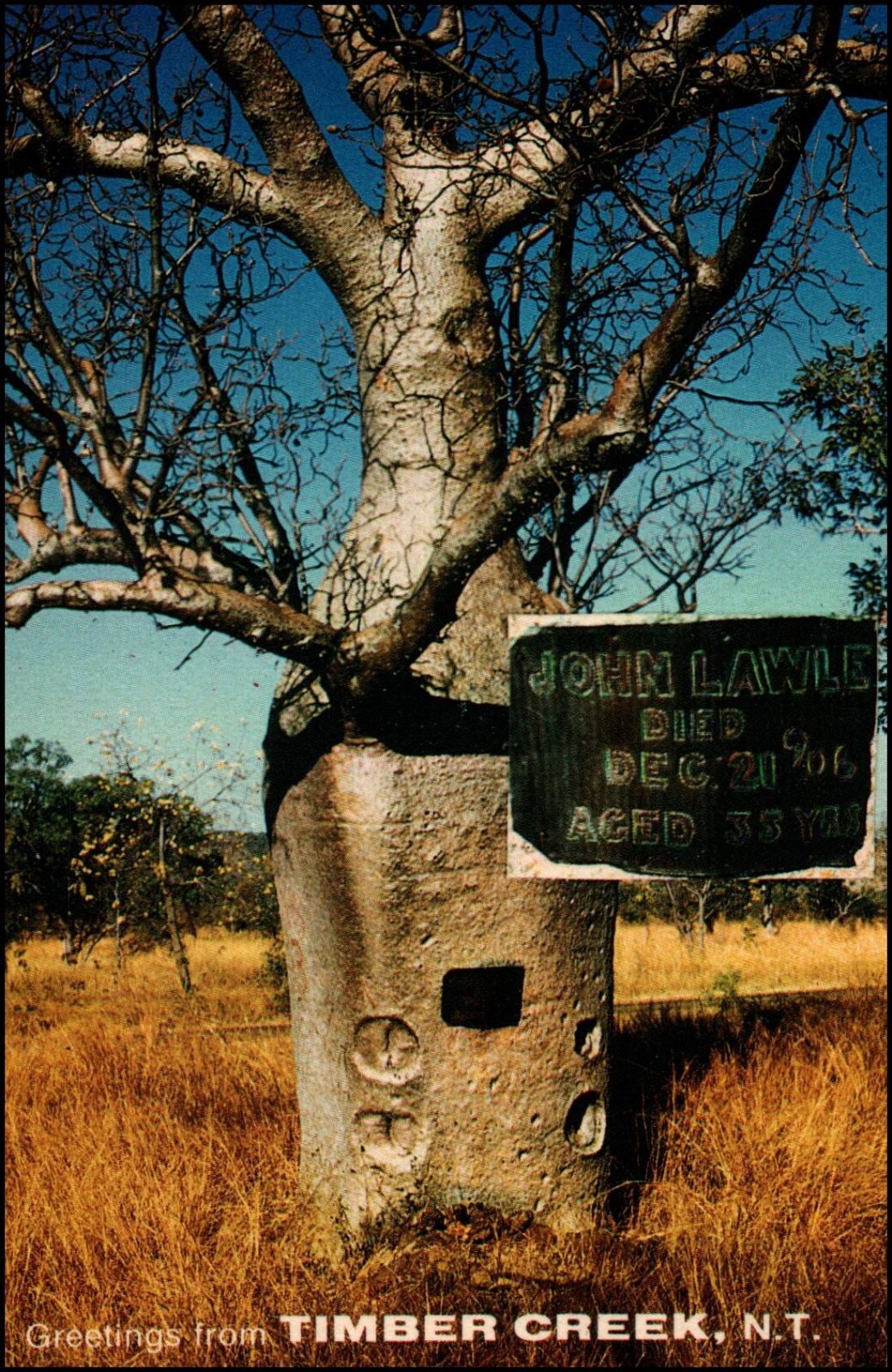 A1904 Australia NT Timber Creek Boab Tree postcard