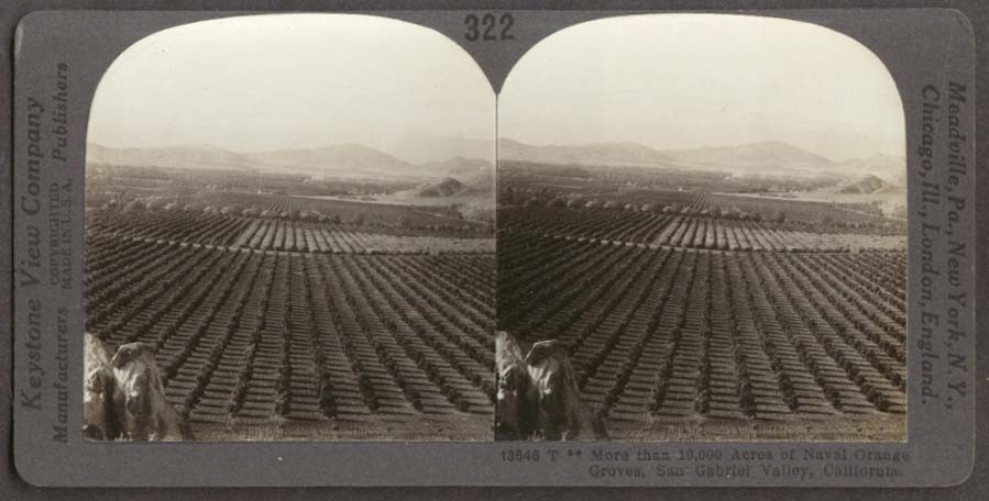 Orange Groves San Gabriel Valley CA stereoview 1910s