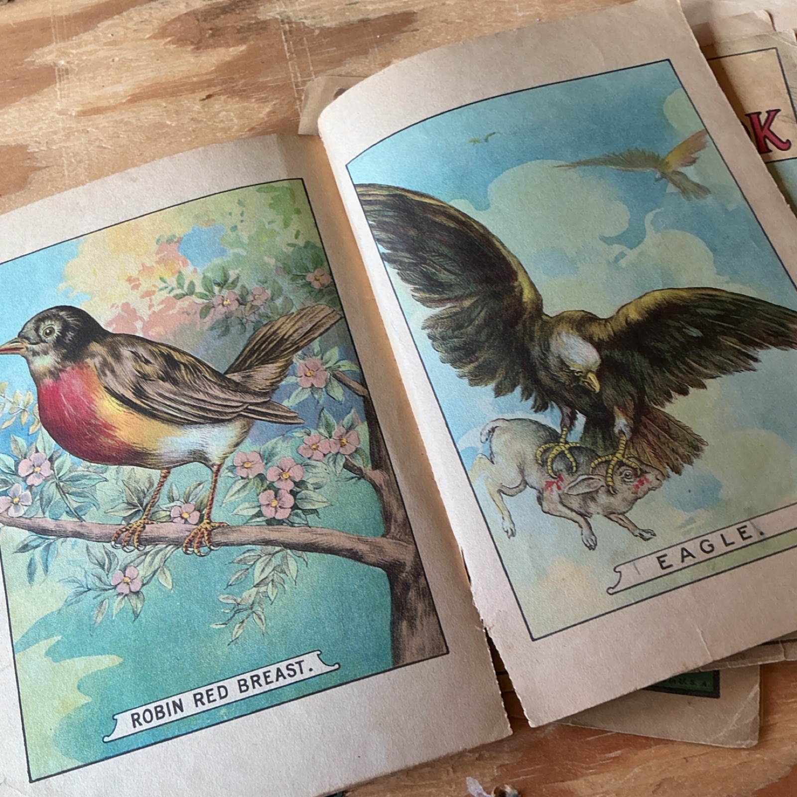 Antique Books very rare Platt & Peck Birds of America Illustrated loose pages