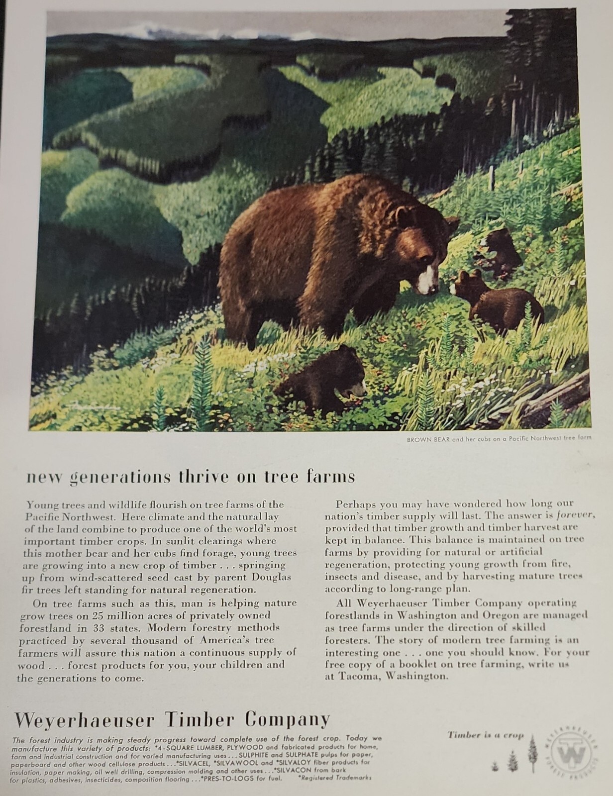 Weyerhaeuser Timber Magazine Ad Picture Advertisement Tree Farm Bear Wall Art