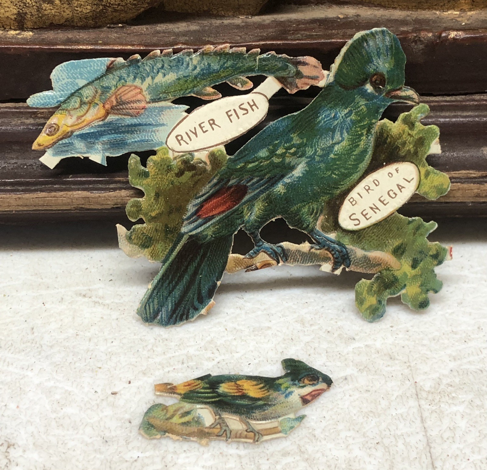 Birds of Africa + Fish Die Cut Scrap by Raphael Tuck & Sons Africa #896 L10
