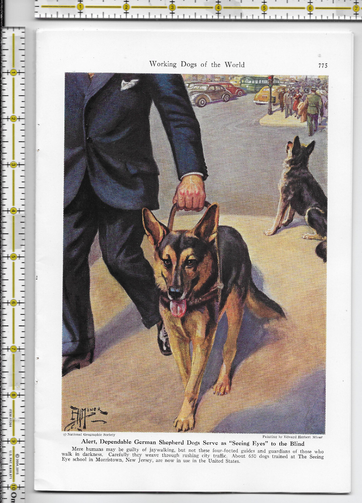 Working Dogs Of The World dog 1941 magazine article – 32 pgs
