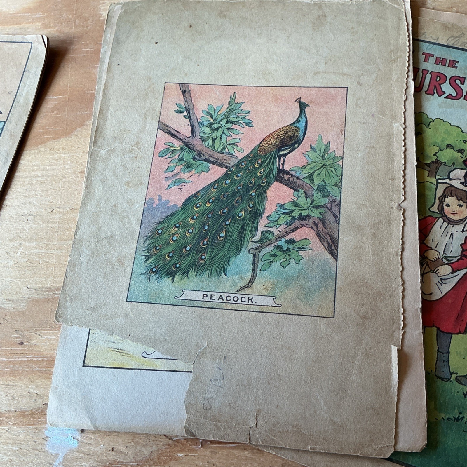 Antique Books very rare Platt & Peck Birds of America Illustrated loose pages