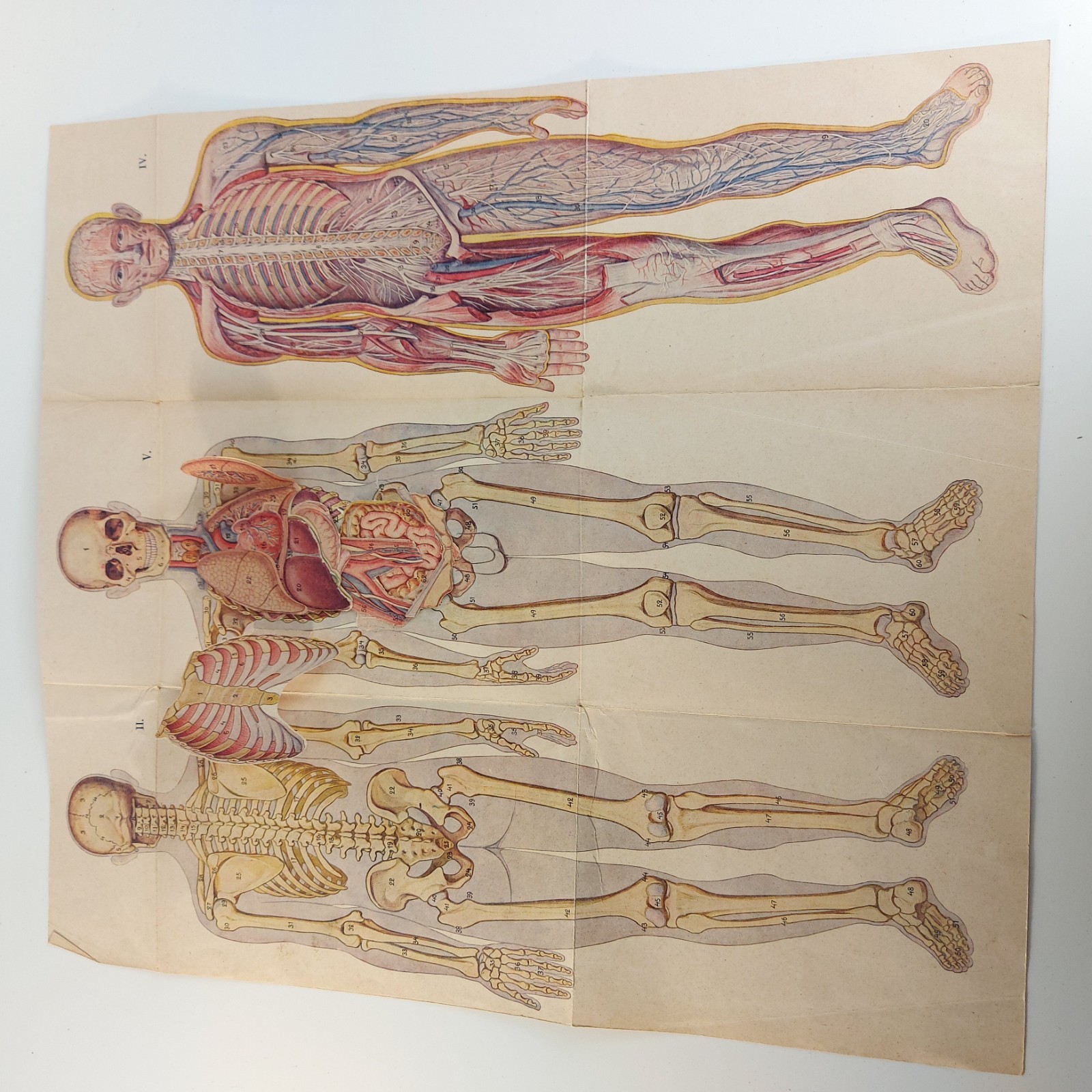 Old Antique Foldable Anatomy Medical Illustration Male Body Organs c.1910s