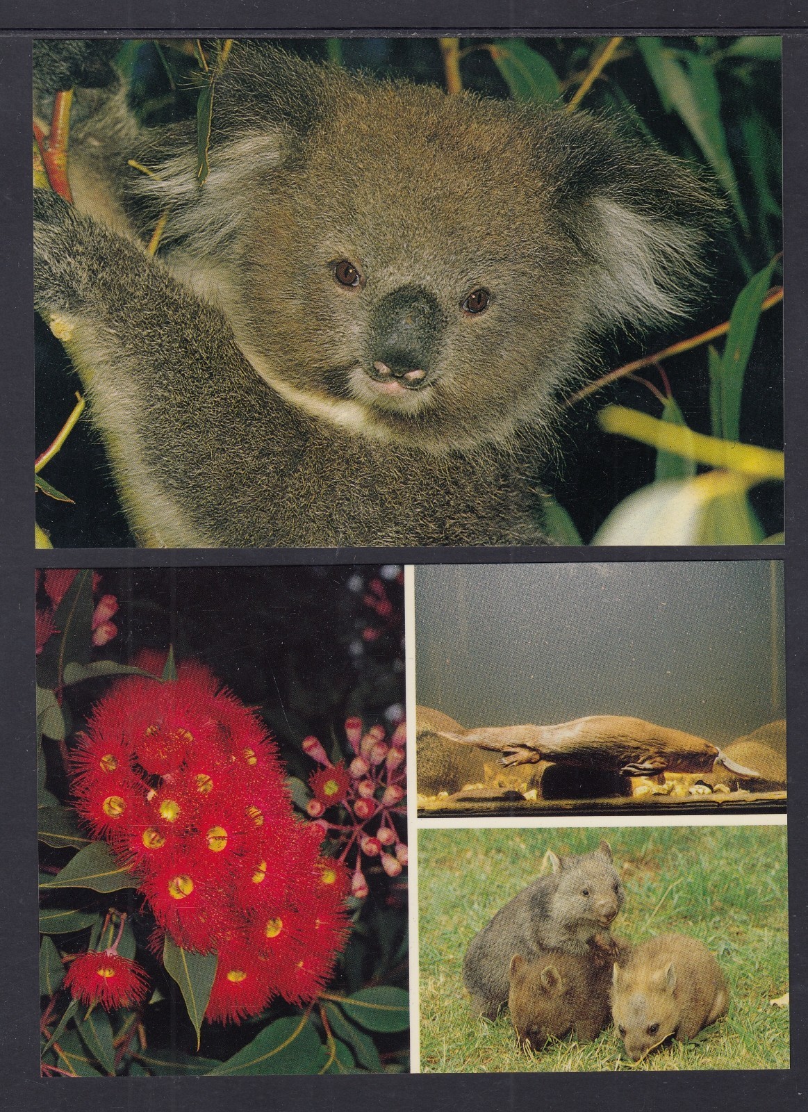 Australia Post Natural Heritage Collection Postcards Series 1V – 6 Cards unused