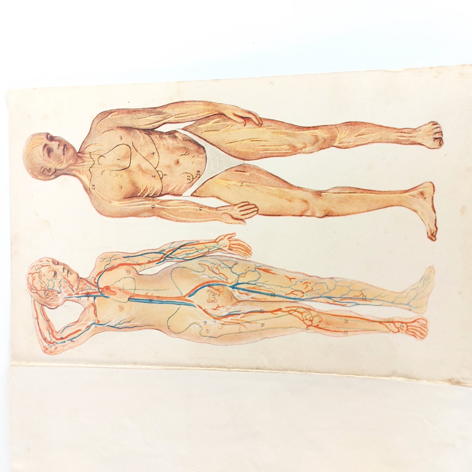 Old Antique Anatomy Illustration Skeleton Pregnancy Organs c.1910s Hungary